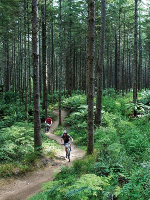 Rotorua Forest